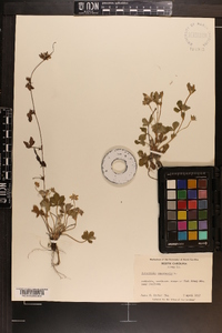 Potentilla canadensis image