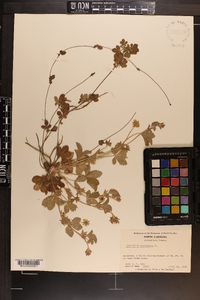 Potentilla canadensis image