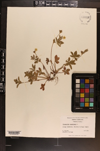 Potentilla canadensis image