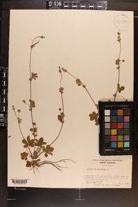 Potentilla canadensis image