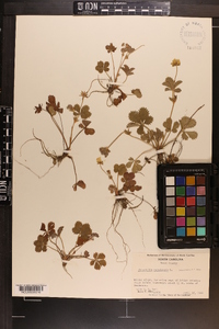 Potentilla canadensis image