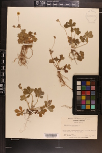 Potentilla canadensis image