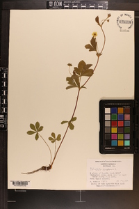 Potentilla canadensis image