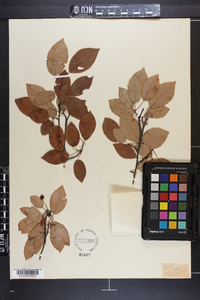 Amelanchier arborea var. alabamensis image