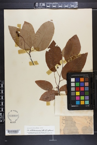 Amelanchier arborea var. alabamensis image