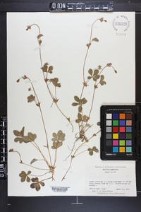 Potentilla canadensis image