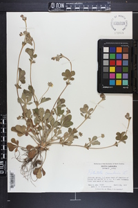 Potentilla canadensis image