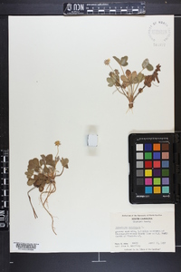 Potentilla canadensis image