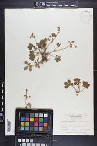 Potentilla canadensis image