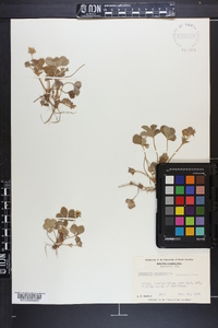 Potentilla canadensis image