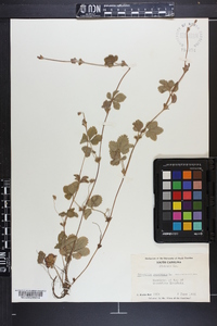 Potentilla canadensis image