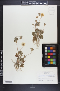 Potentilla canadensis image