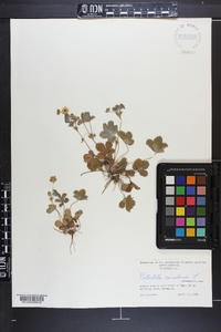 Potentilla canadensis image