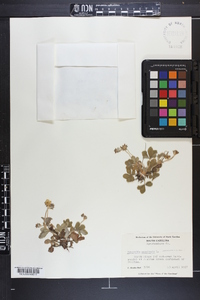 Potentilla canadensis image