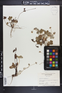 Potentilla canadensis image