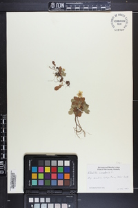 Potentilla canadensis image