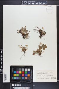 Potentilla canadensis image