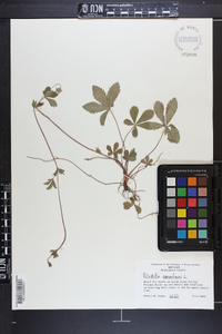 Potentilla canadensis image