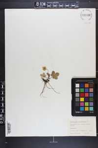 Potentilla canadensis image