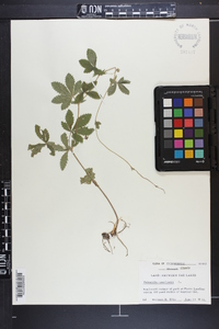 Potentilla canadensis image