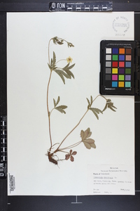 Potentilla canadensis image