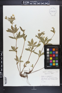 Potentilla canadensis image