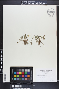 Potentilla canadensis image