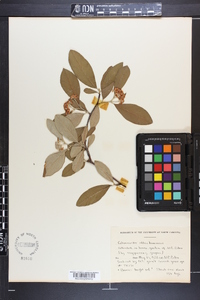 Cotoneaster salicifolius image