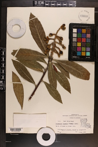 Eriobotrya japonica image