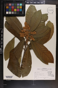 Eriobotrya japonica image