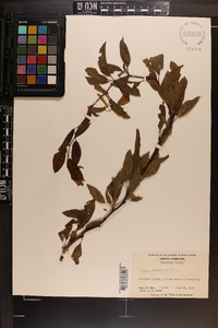 Prunus angustifolia image