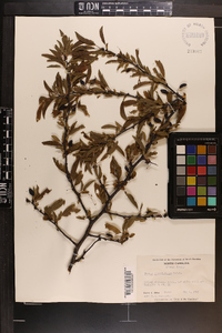 Prunus angustifolia image