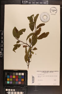 Prunus angustifolia image