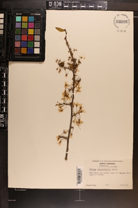 Prunus angustifolia image