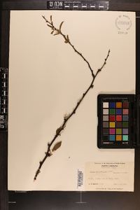 Prunus angustifolia image