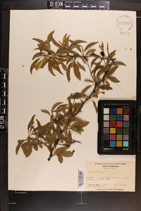 Prunus angustifolia image