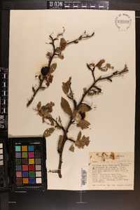 Prunus angustifolia image