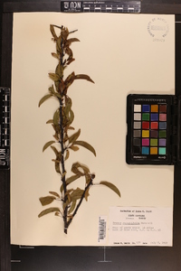 Prunus angustifolia image