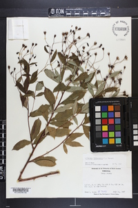 Gillenia trifoliata image