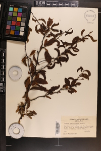 Prunus angustifolia image