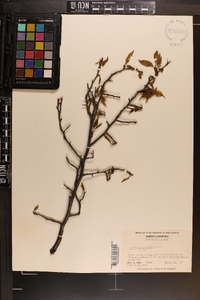 Prunus angustifolia image