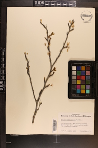 Prunus angustifolia image