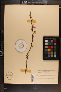 Prunus angustifolia image