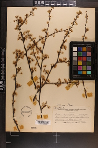 Prunus angustifolia image