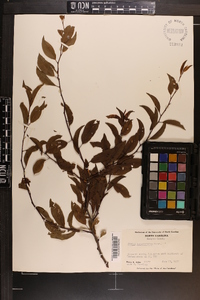 Prunus angustifolia image