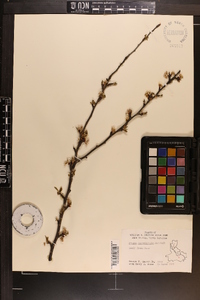 Prunus angustifolia image