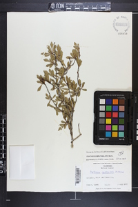 Crataegus spathulata image