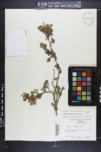 Crataegus spathulata image