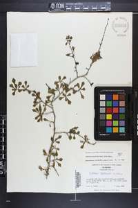 Crataegus spathulata image