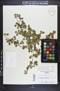 Crataegus spathulata image